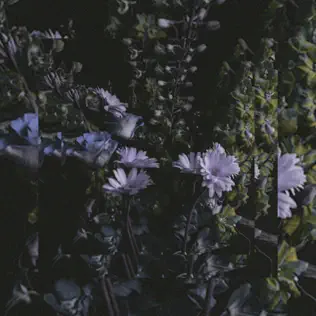 Montell Fish – It's Beautiful