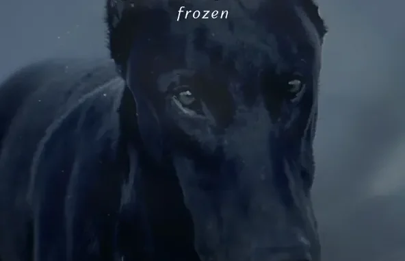 Frozen Single Madonna, Sickick