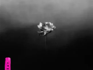 Little Simz Lotus