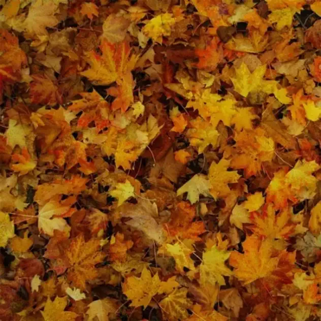 Childish Gambino – EP (2011 Re Release)